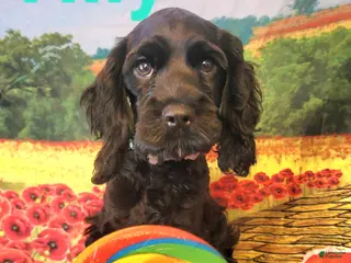 Cockapoo dogs Teal Girl - Ad 34