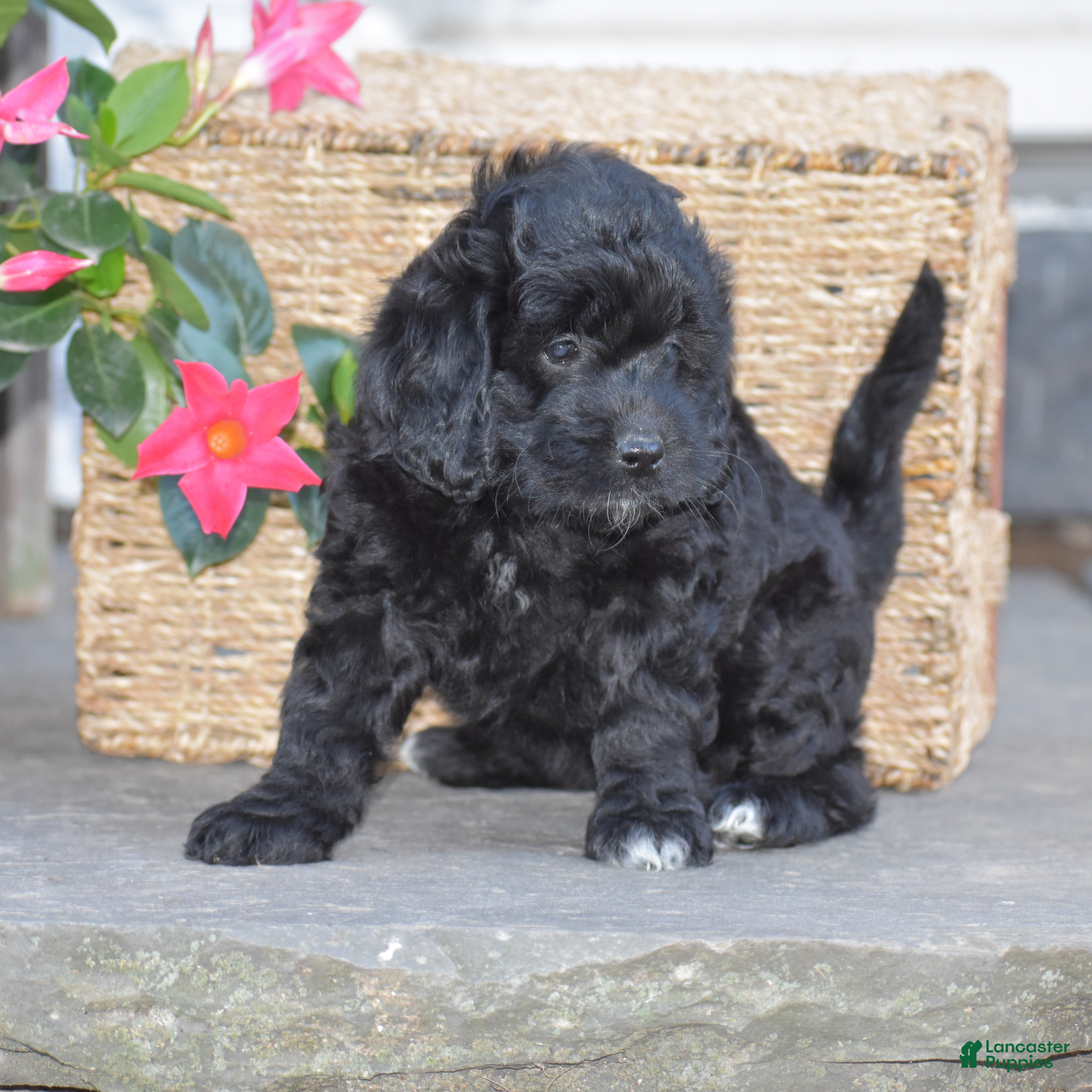 Mini Goldendoodle dogs Hyacinth - Ad 2