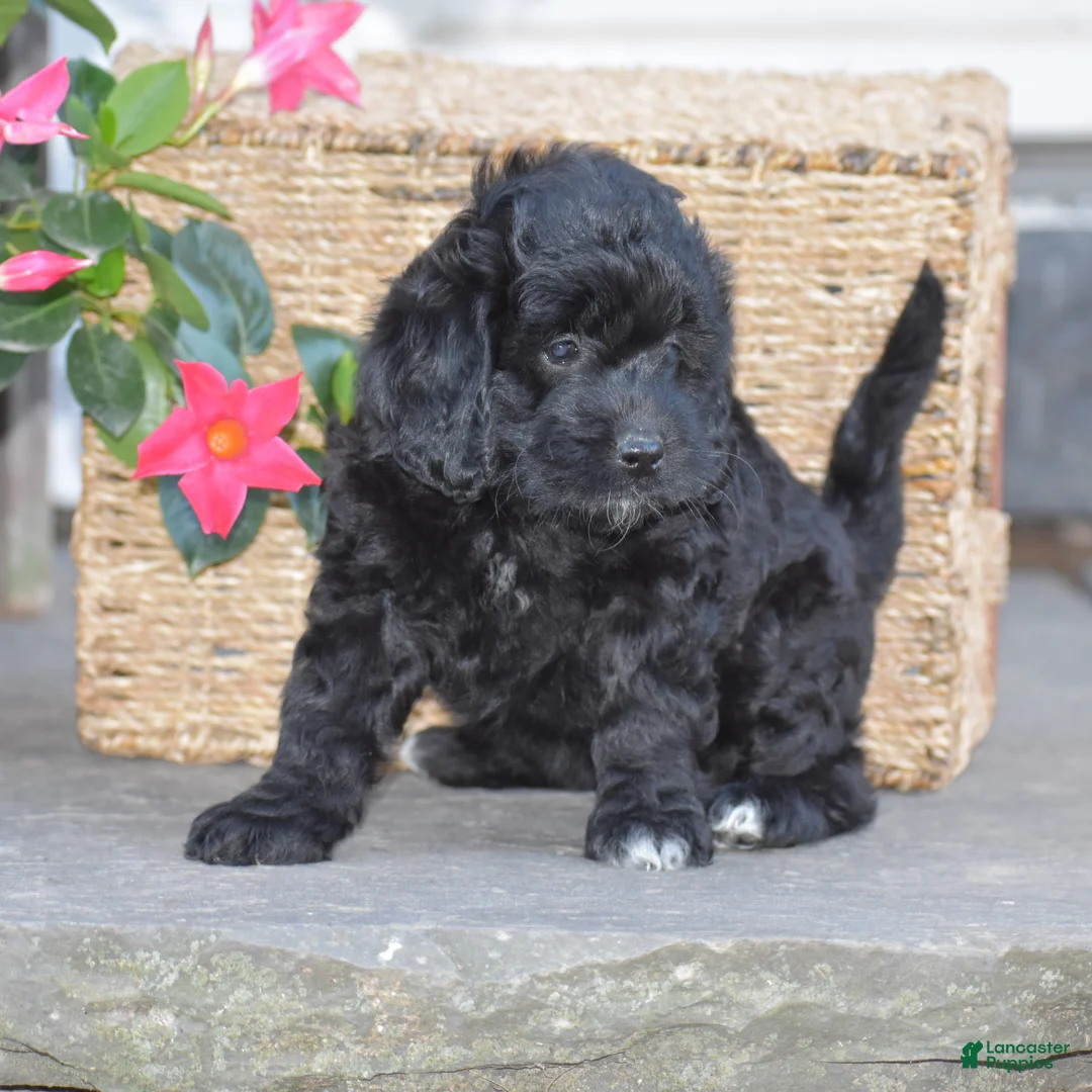 Mini Goldendoodle dogs for sale: Hyacinth - Ad 2