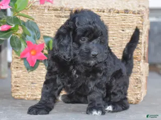 Mini Goldendoodle dogs Hyacinth - Ad 2