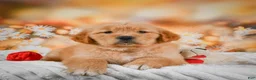 Golden Retriever dogs for sale: Rosie - Ad 8