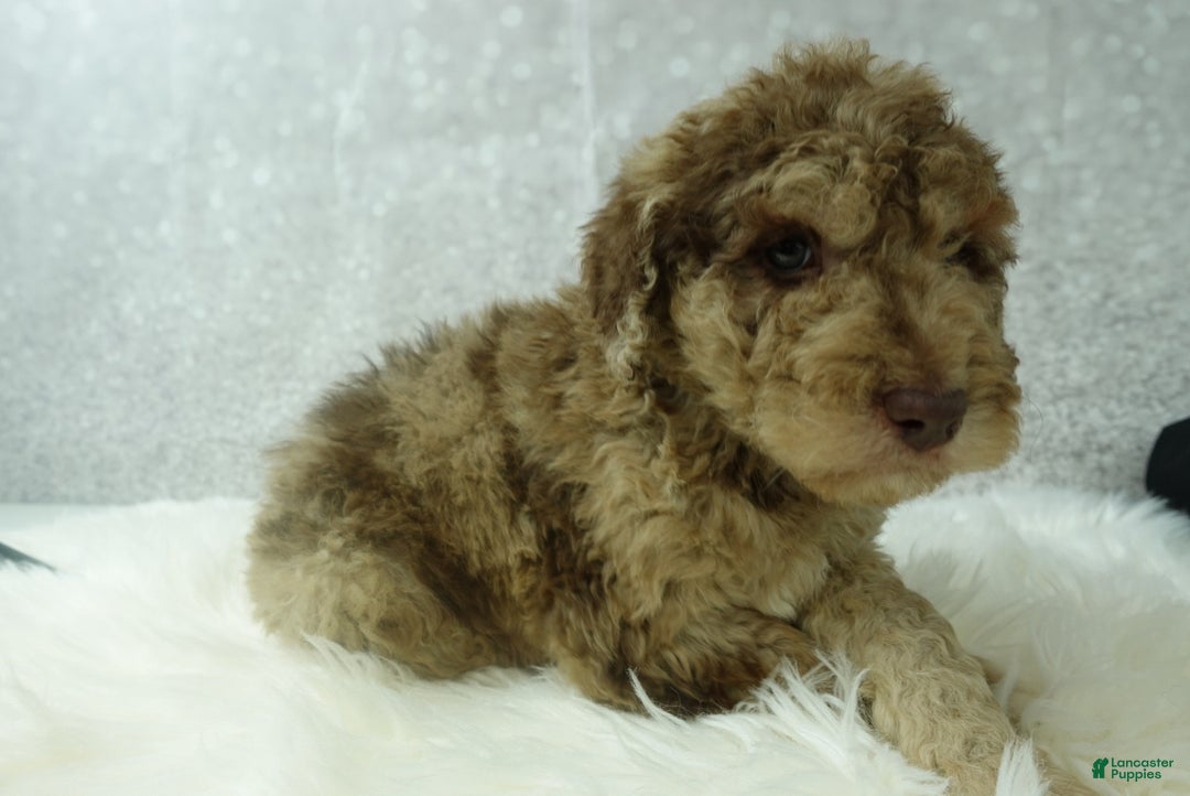 Newfypoo dogs for sale: Ross - Ad 5