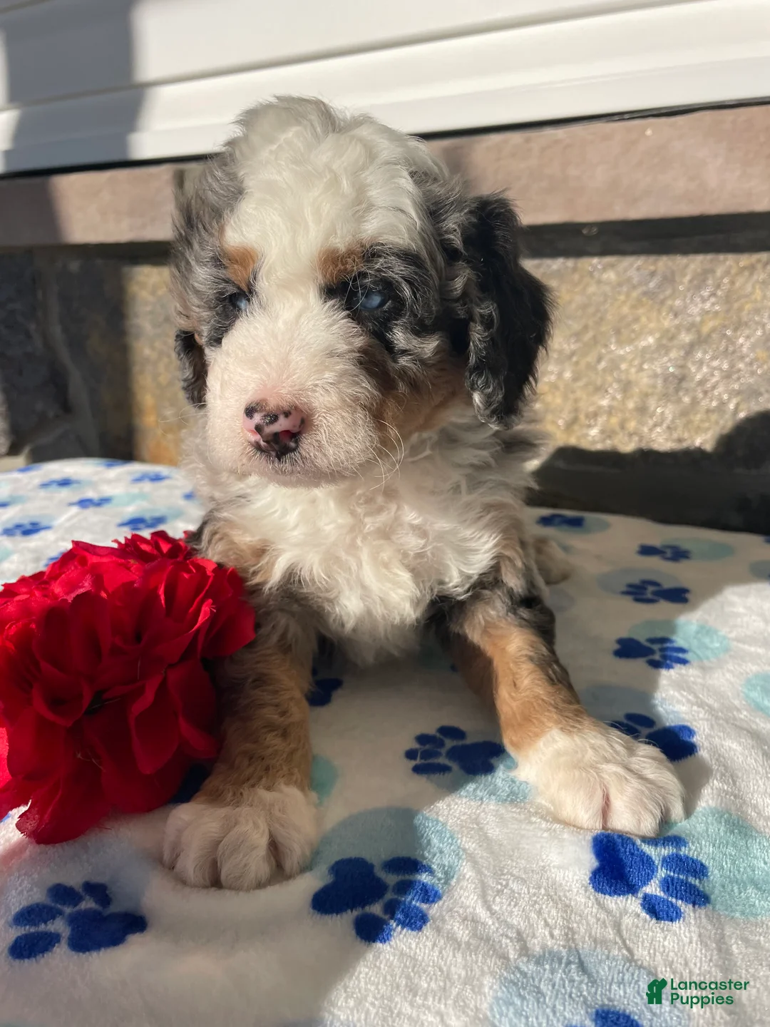 Mini Bernedoodle dogs for sale: Bowie - Ad 2