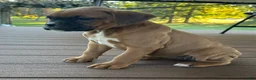 Boxer dogs for sale: Sadie - Ad 5