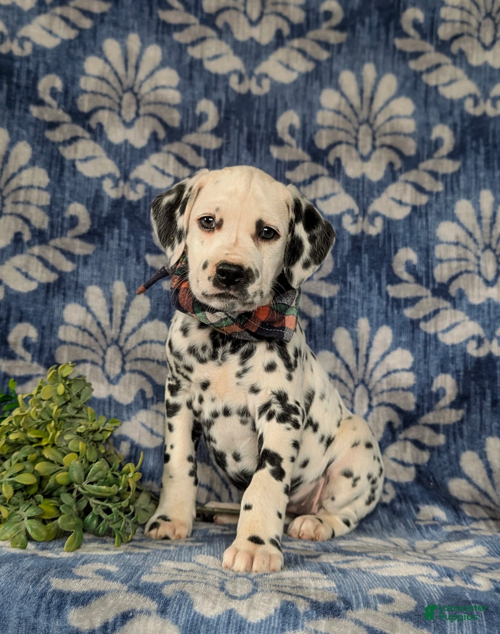Dalmatian dogs Joziah - Ad 2