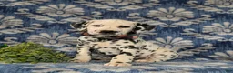 Dalmatian dogs for sale: Joziah - Ad 2
