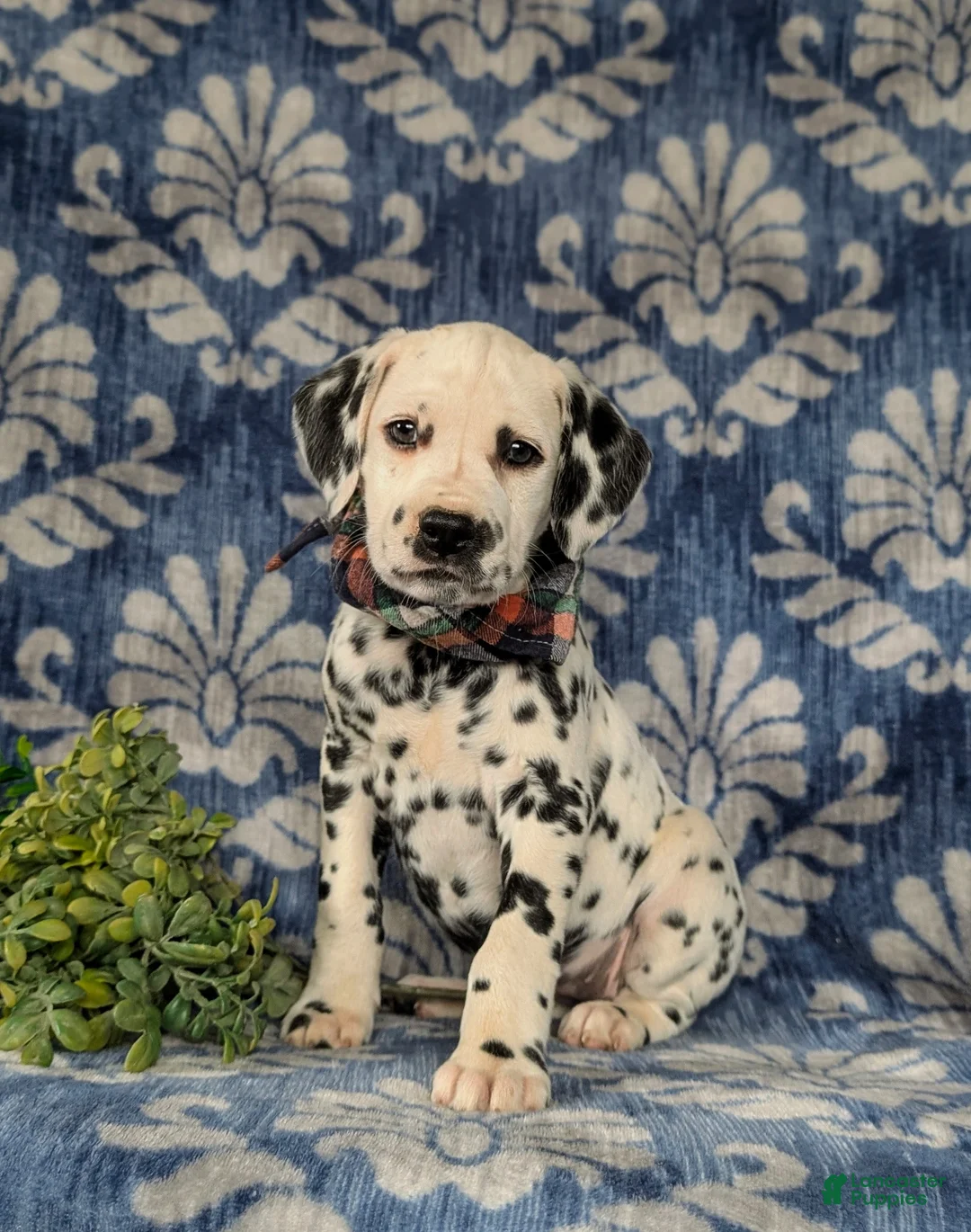 Dalmatian dogs for sale: Joziah - Ad 2