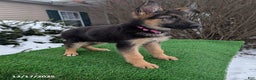 German Shepherd dogs for sale: Willow - Ad 4