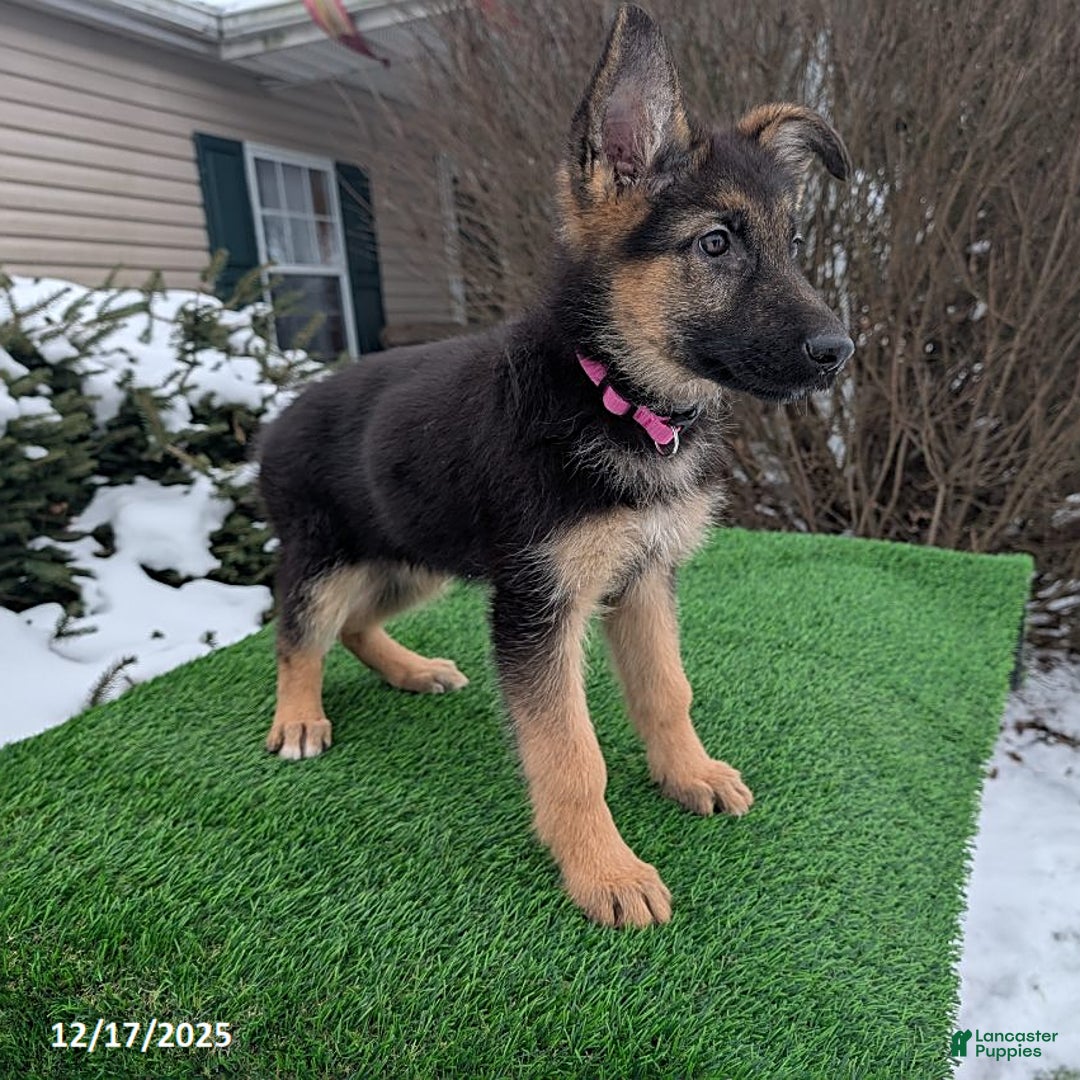 German Shepherd dogs for sale: Willow - Ad 4
