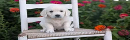 Golden Retriever dogs for sale: Bambi - Ad 12