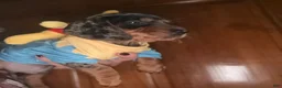 Miniature Dachshund dogs for sale: Miniature Dachshund 1 - Ad 3