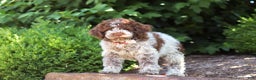 Lagotto Romagnolo dogs for sale: Mia - Ad 7