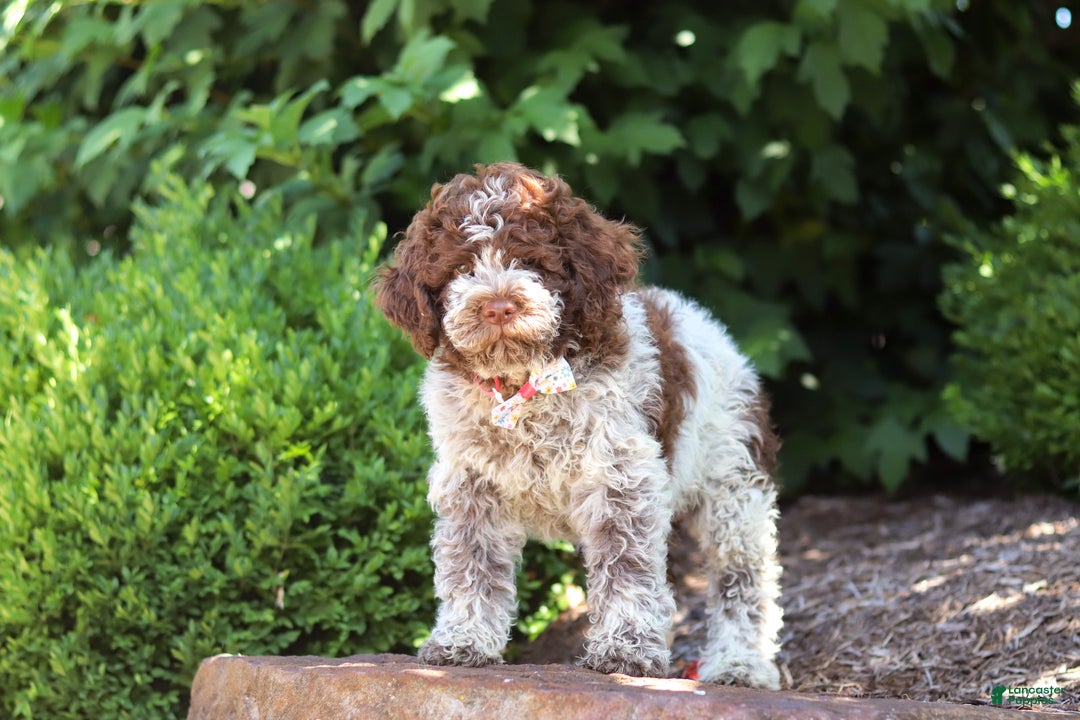 Lagotto Romagnolo dogs for sale: Mia - Ad 7