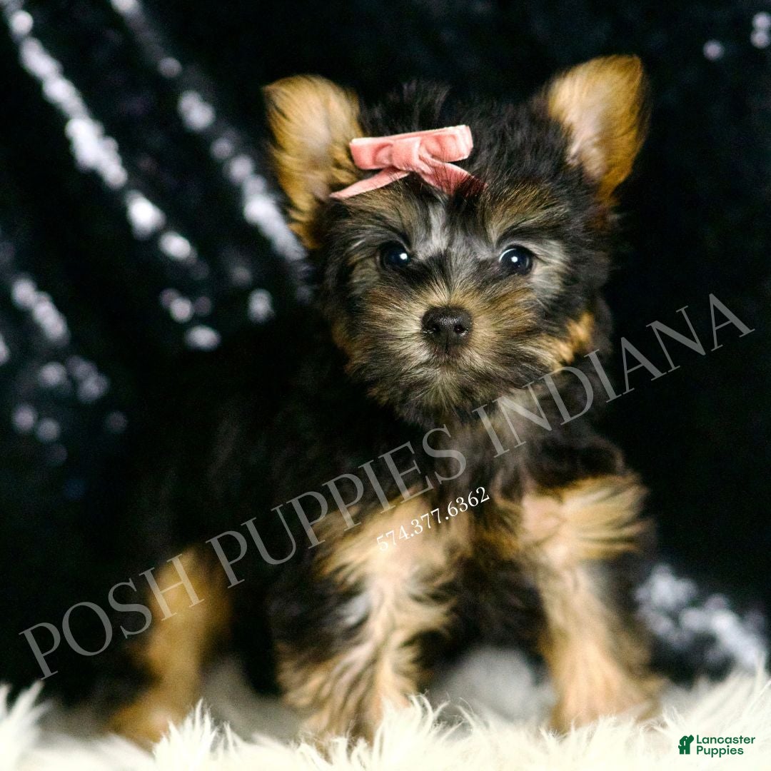 Yorkshire Terrier dogs for sale: Minnie AKC FEMALE - Ad 3