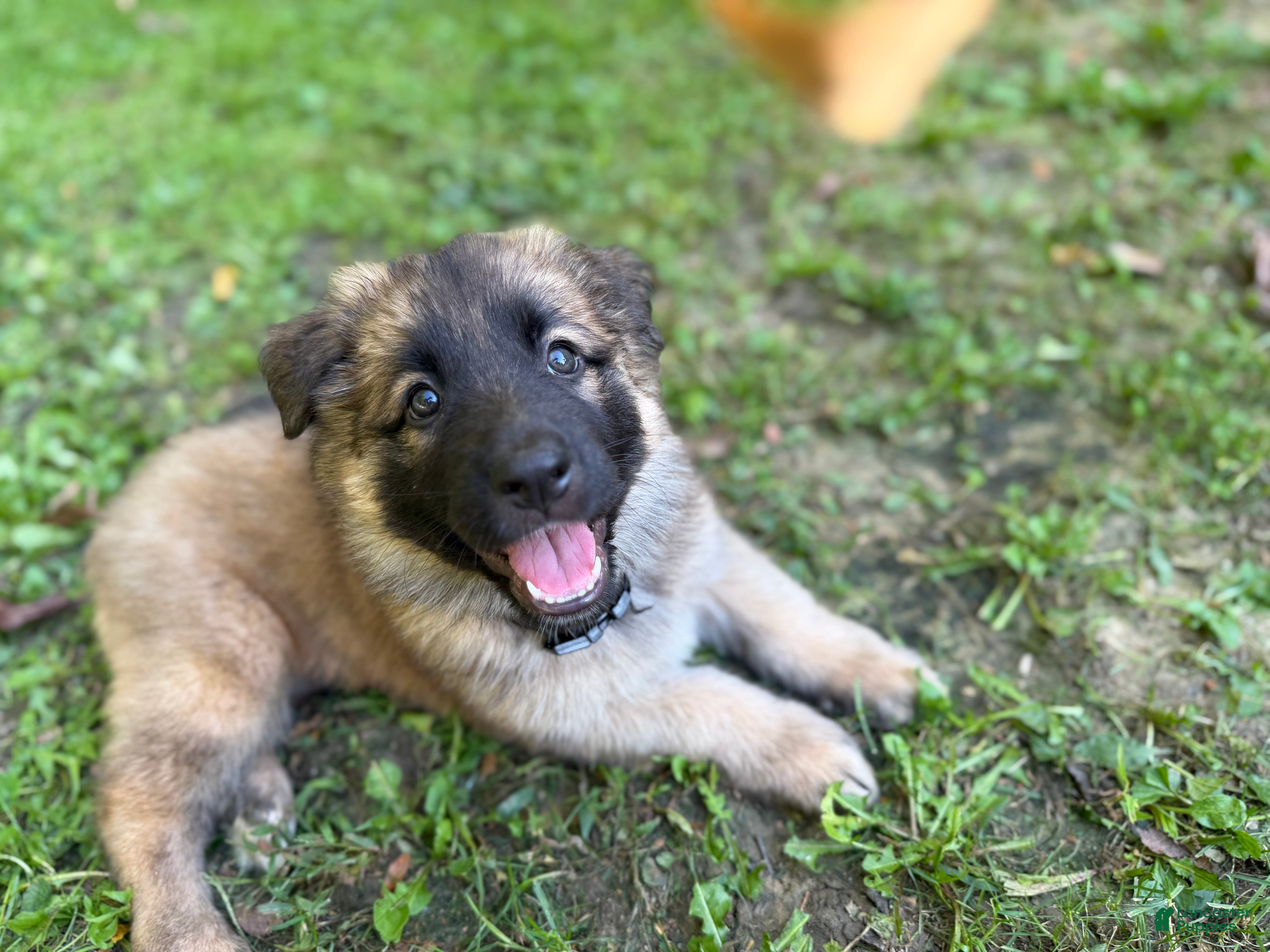German Shepherd dogs Toes - Ad 42