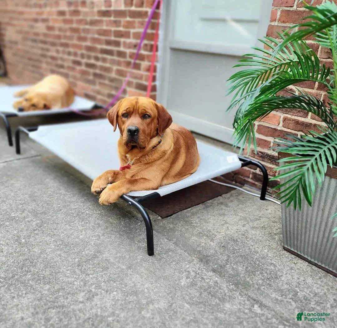 Labrador Retriever dogs for sale: Labrador Retriever Puppy 1 - Ad 6