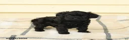 Yorkiepoo dogs for sale: Ceasar - Ad 4