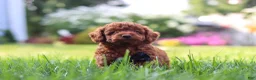 Miniature Poodle dogs for sale: Blake - Ad 7