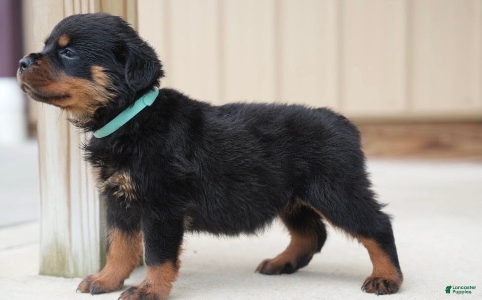 Rottweiler dogs Amber - Ad 2