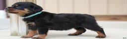 Rottweiler dogs for sale: Amber - Ad 2