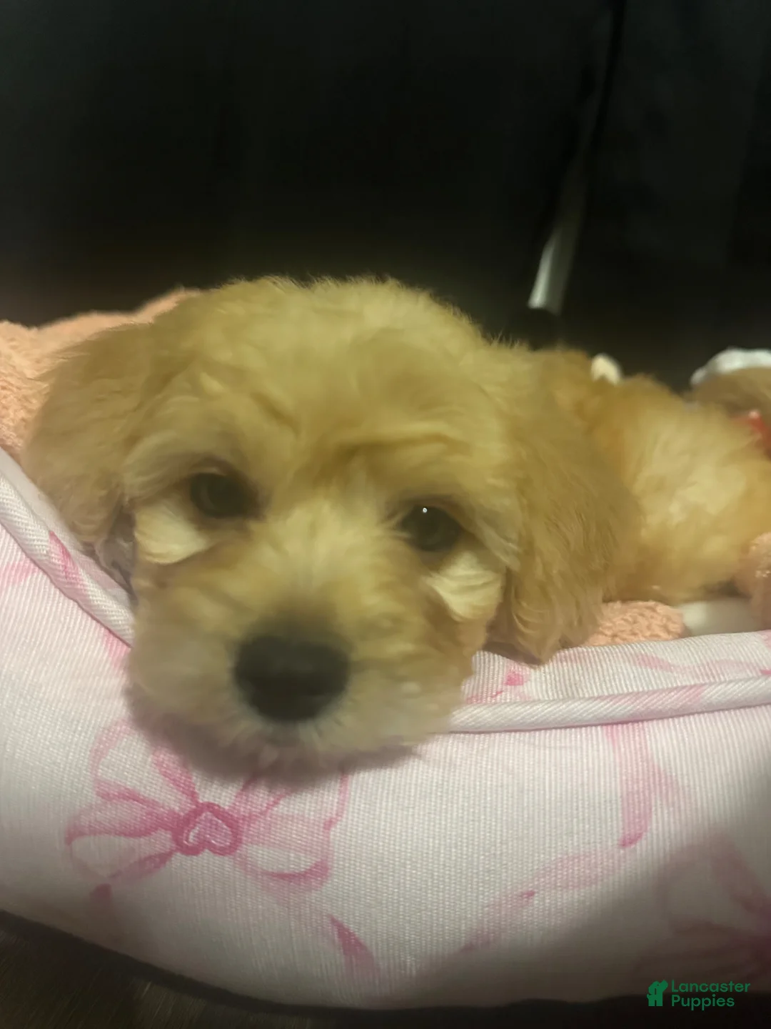 Maltipoo dogs for sale: Maltipoo Puppy 2 - Ad 2