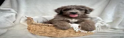 Bernedoodle dogs for sale: Scout - Ad 7