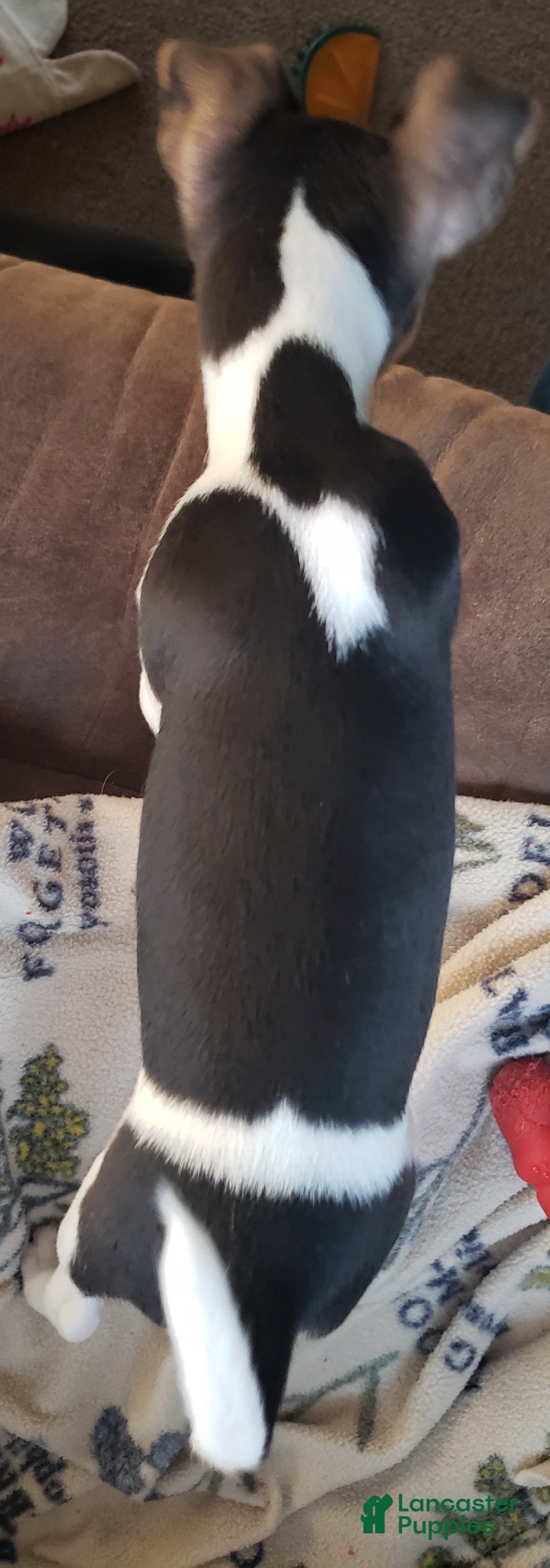 Rat Terrier dogs for sale: Molly *updated photos* - Ad 7