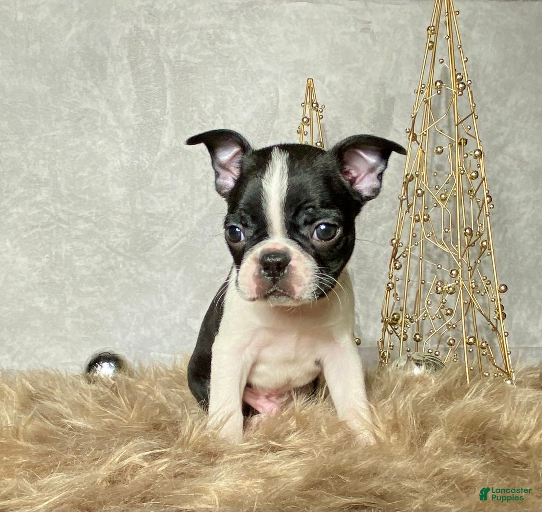 Boston Terrier dogs for sale: Buddy  - Ad 4