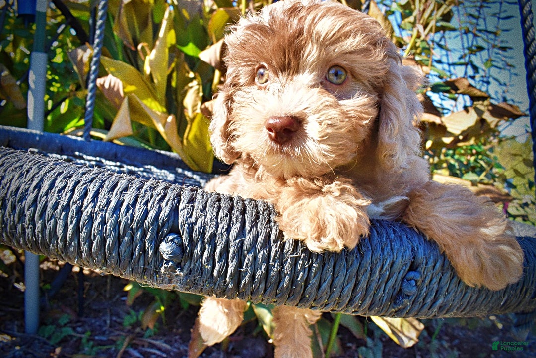 Havapoo dogs for sale: Inky - Ad 3