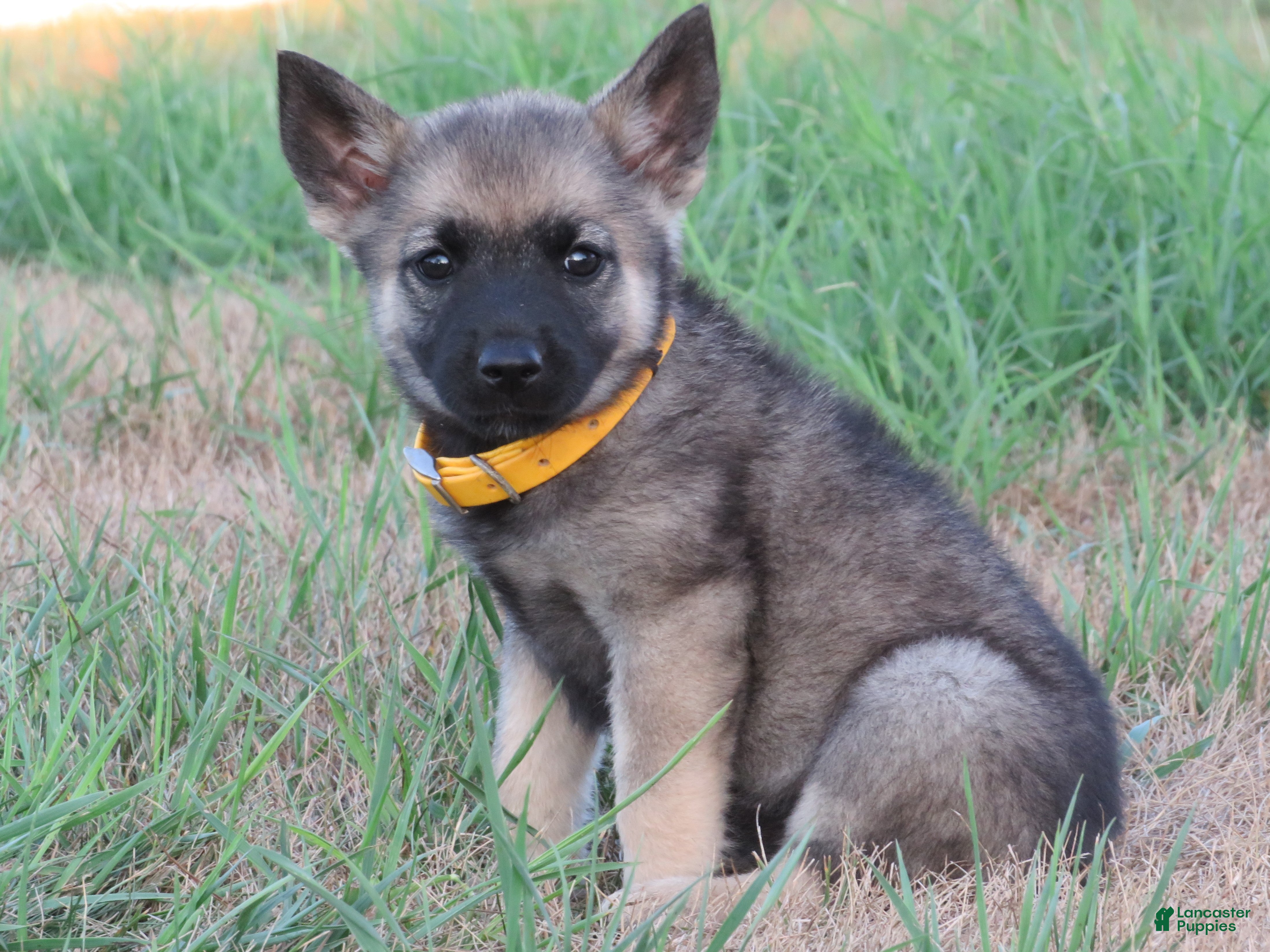 Norwegian Elkhound dogs Okra - Ad 9