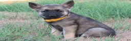 Norwegian Elkhound dogs for sale: Okra - Ad 1