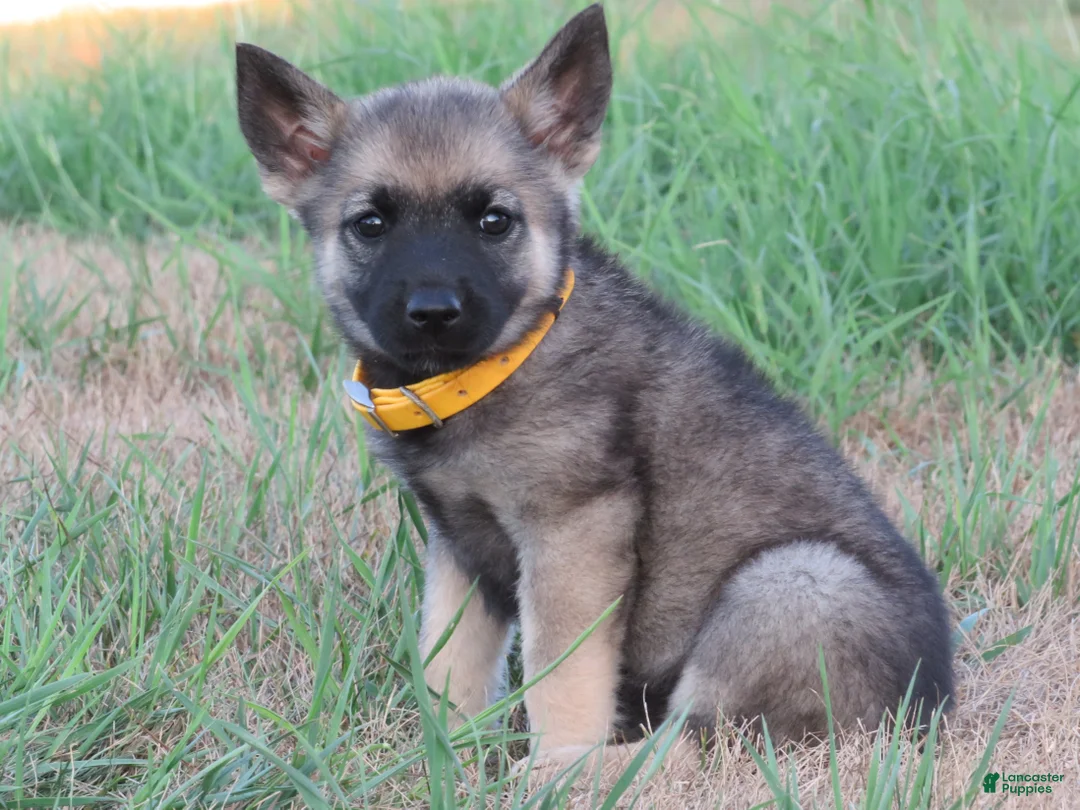 Norwegian Elkhound dogs for sale: Okra - Ad 1