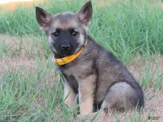 Norwegian Elkhound dogs Okra - Ad 9
