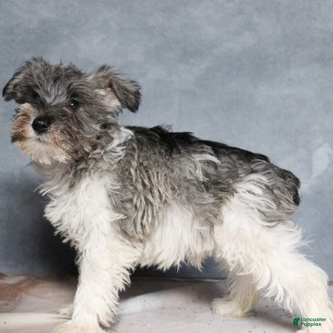 Miniature Schnauzer dogs for sale: Gavin - Ad 3
