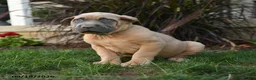 Cane Corso dogs for sale: Quirk - Ad 5