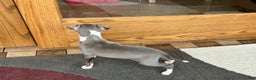 Italian Greyhound dogs for sale: Lila - Ad 9