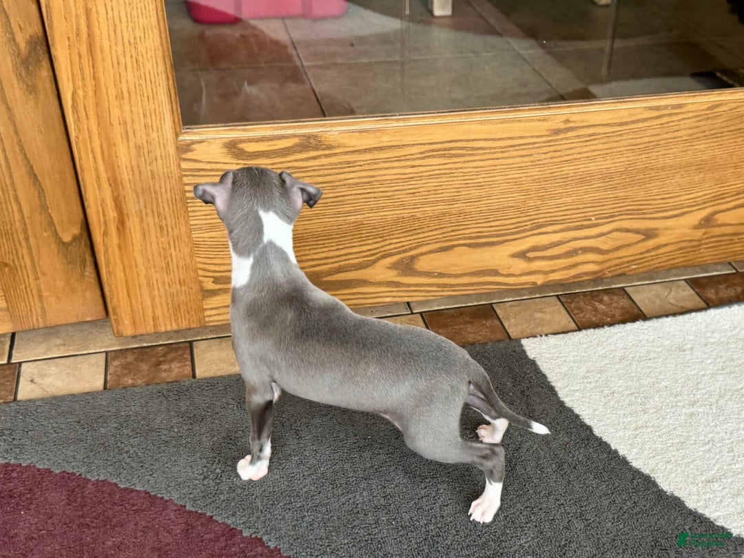 Italian Greyhound dogs for sale: Lila - Ad 9