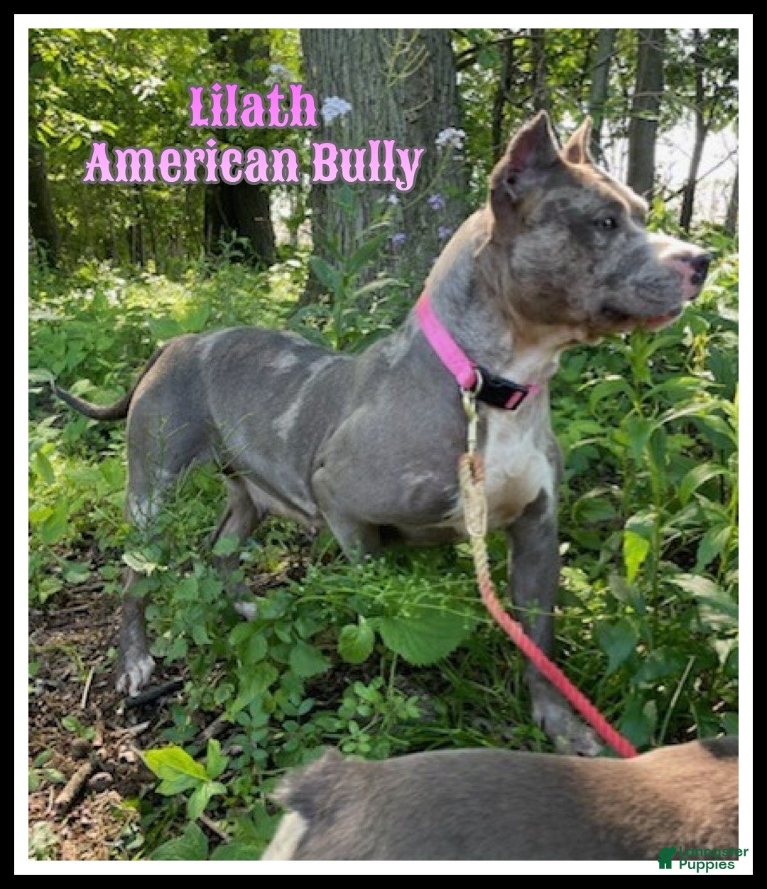American Bully dogs Lilath - Ad 1