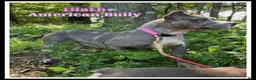 American Bully dogs for sale: Lilath - Ad 1
