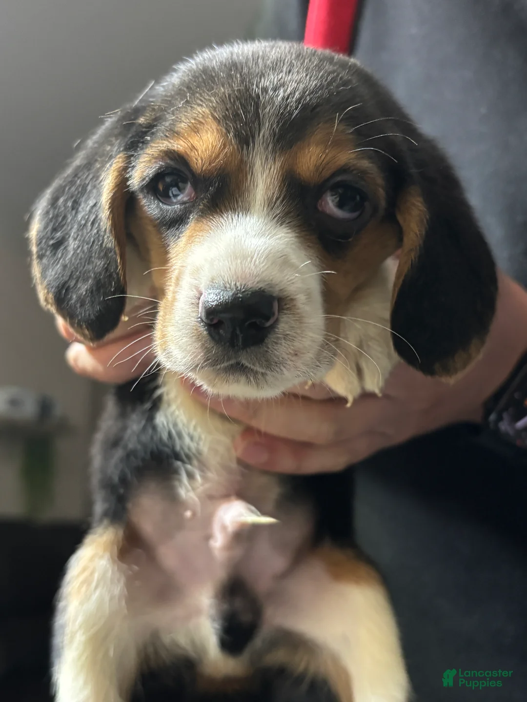 Beagle dogs for sale: Beagle Puppy 1 - Ad 6