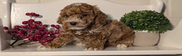 Miniature Poodle dogs for sale: Hudson - Ad 7