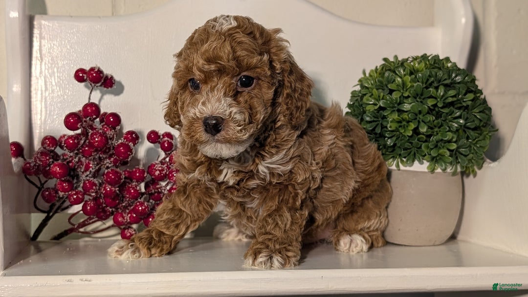 Miniature Poodle dogs for sale: Hudson - Ad 7