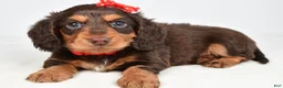 Miniature Dachshund dogs for sale: Sawyer - Ad 9