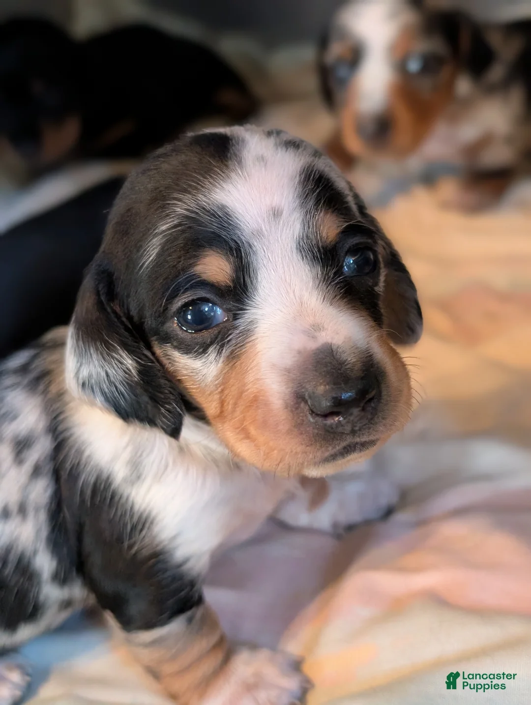 Miniature Dachshund dogs for sale: Miniature Dachshund Puppy 1 - Ad 3