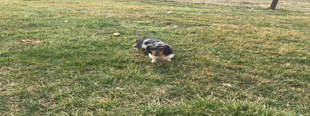 Archie