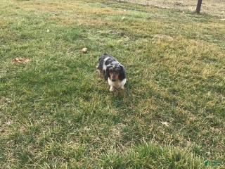Archie