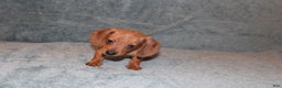 Miniature Dachshund dogs for sale: HAZEL MINI  - Ad 2