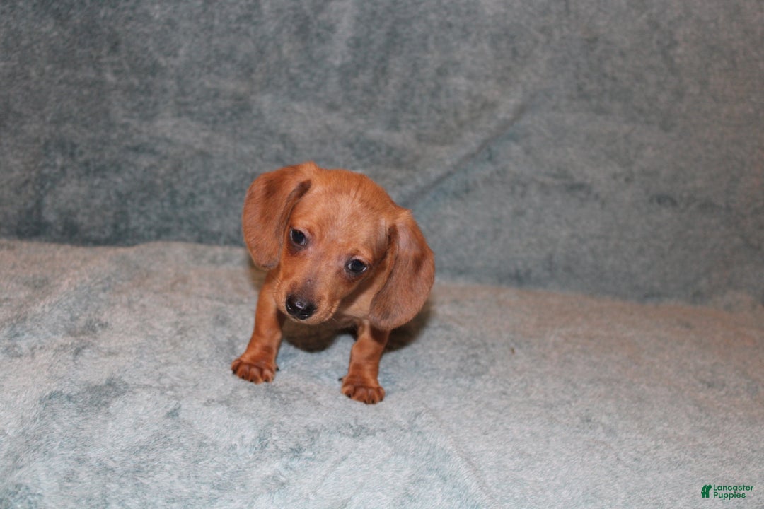 Miniature Dachshund dogs for sale: HAZEL MINI  - Ad 2