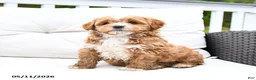 Mixed Breed dogs for sale: Peppermint - Ad 4