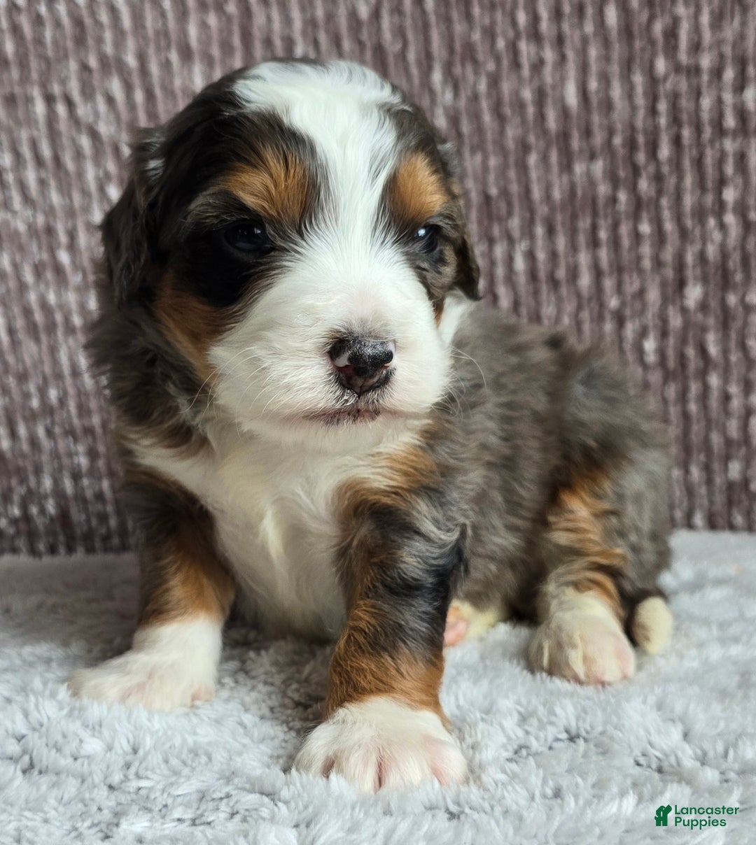 Mini Bernedoodle dogs for sale: Mini Alfie - Ad 5